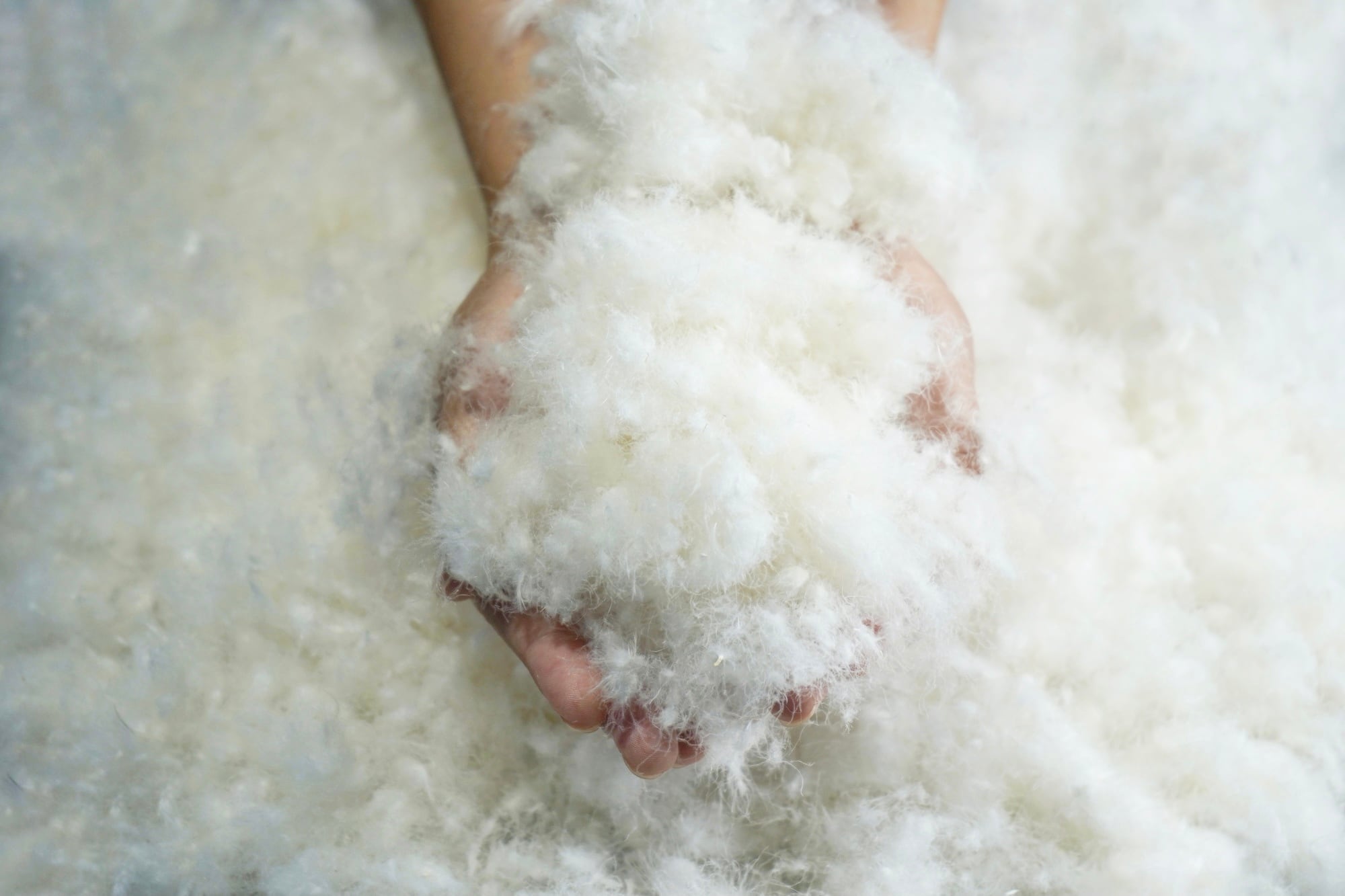 pokapoka ホワイトマザーグース (合掛け/肌掛け/本掛け)羽毛ふとん【sarafuwa布団カバー付き】