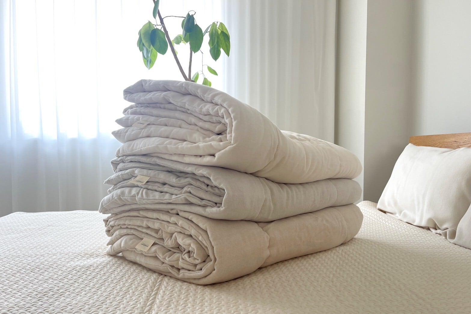 torotto コットン毛布 のぬくぬくおふとん3点セット