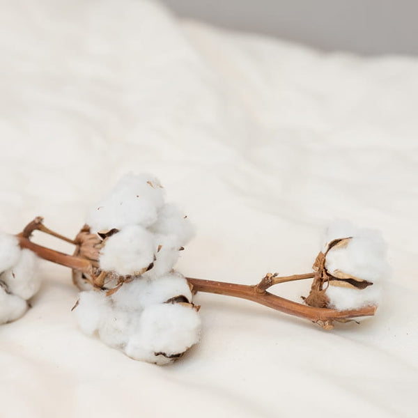 はじめてのココマニ